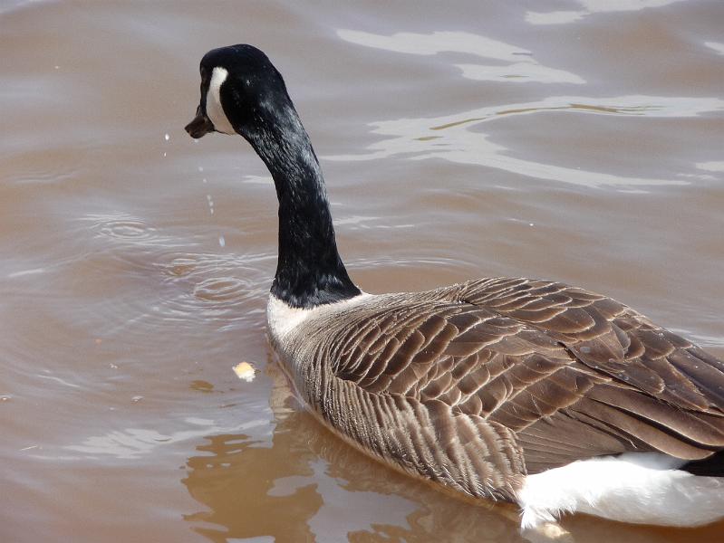 Goose feeding.JPG